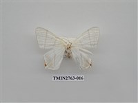 藏品(尺蛾332)的圖片